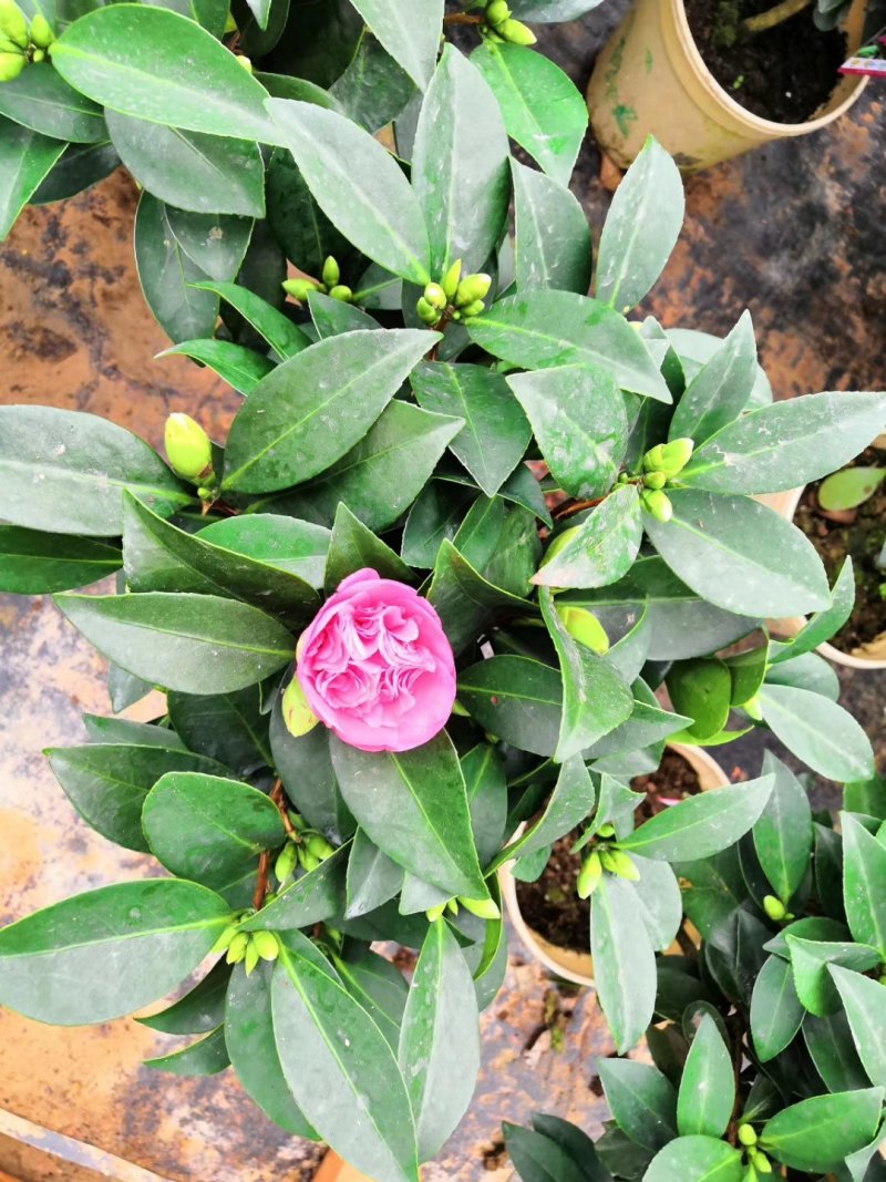 重瓣四季茶花福建四海园基地直销