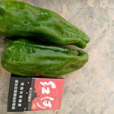 大青椒，质量好，薄皮。量大，需要的联系。