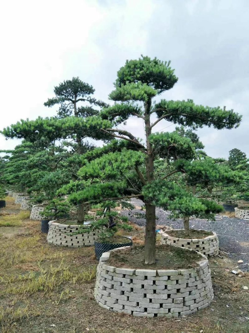 罗汉松造型10--25公分