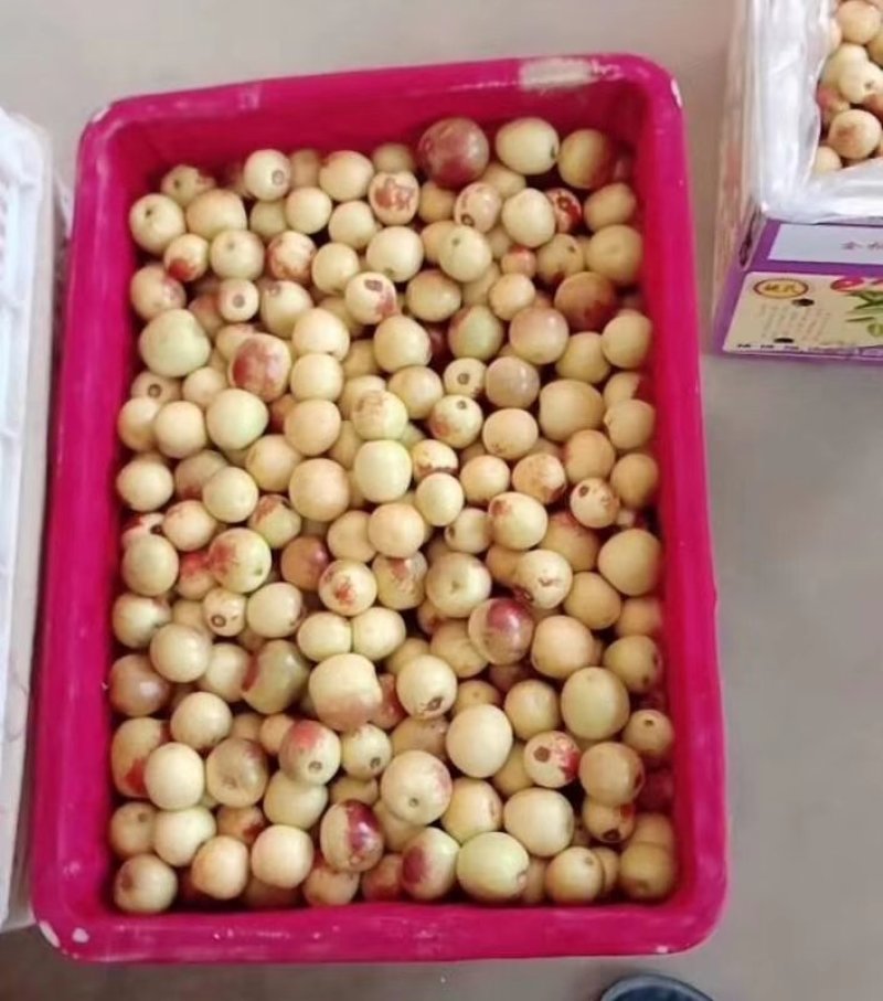 大荔冬枣