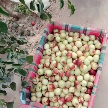 大荔冬枣