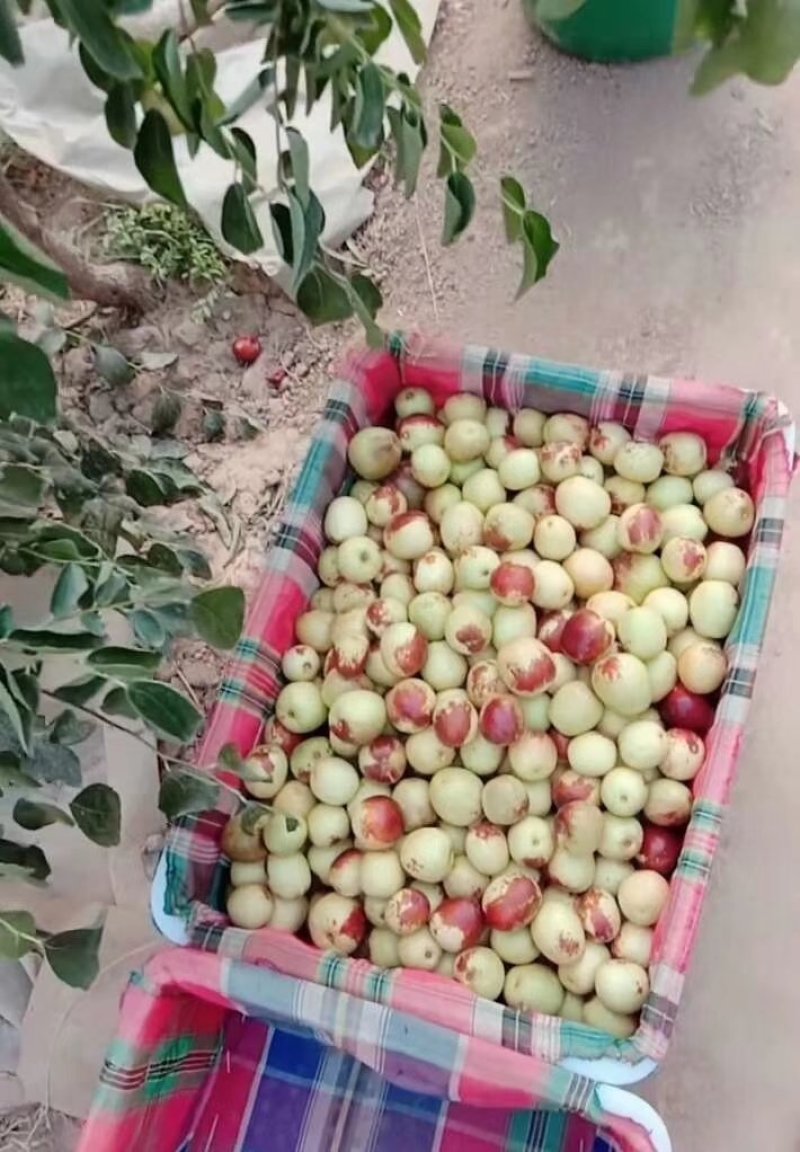 大荔冬枣
