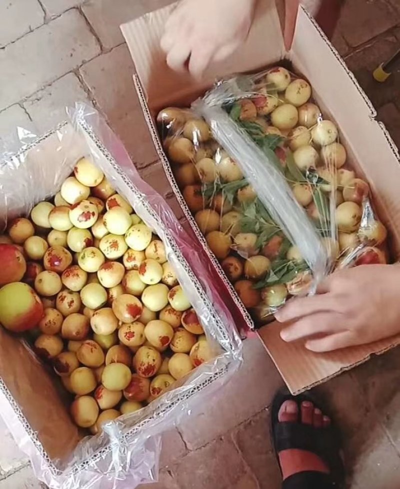 大荔冬枣