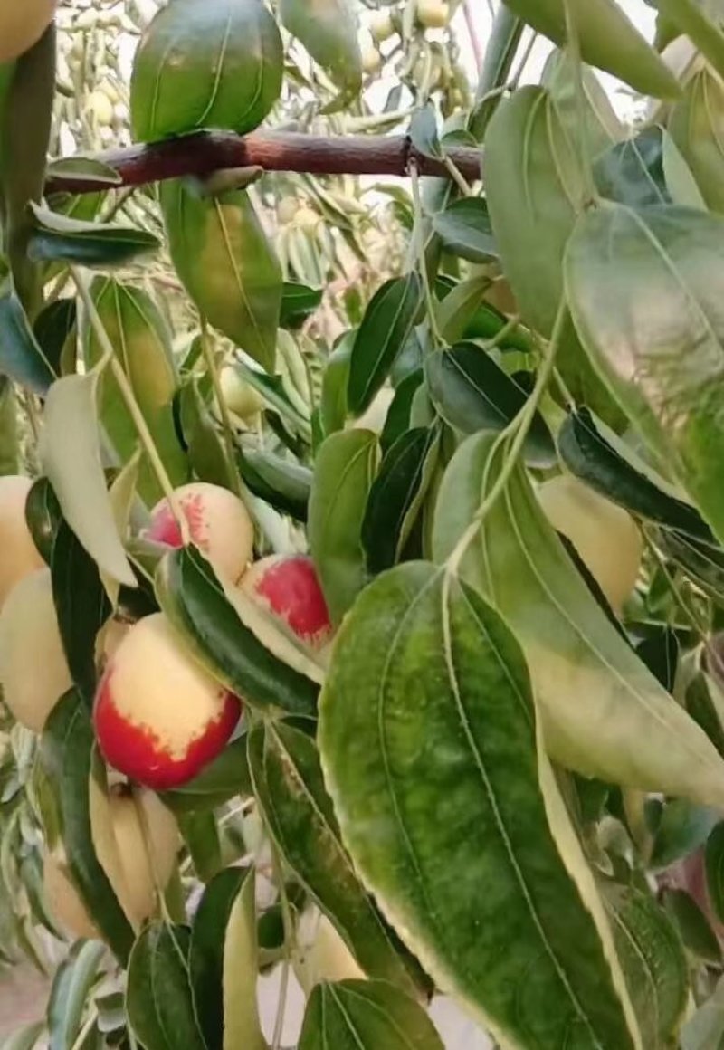 大荔冬枣