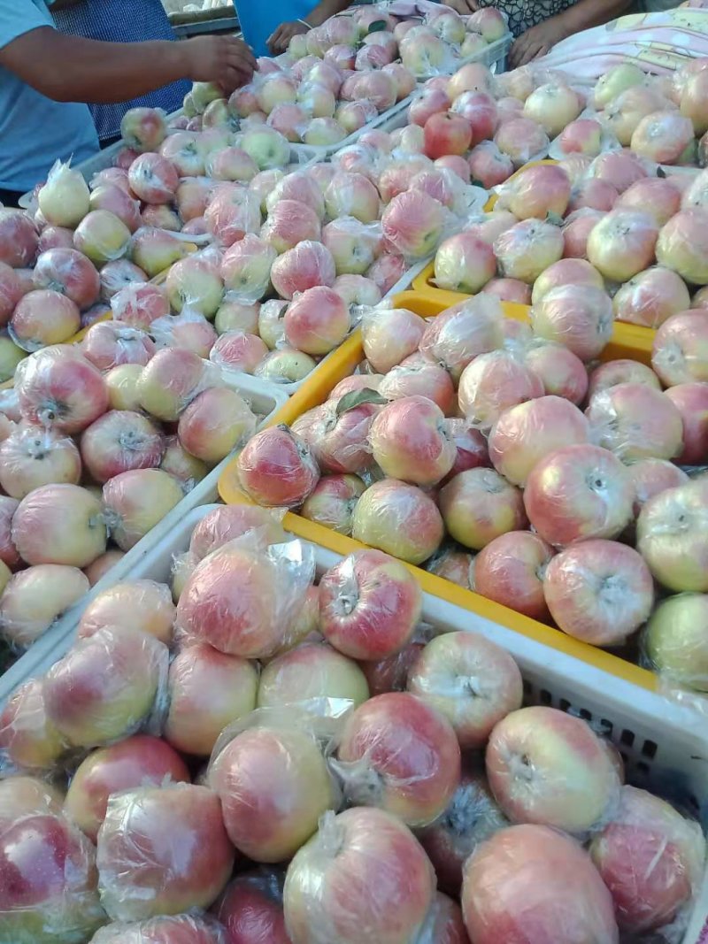 苹果:嘎啦苹果【供应团购平台：冠唐果品合作社】
