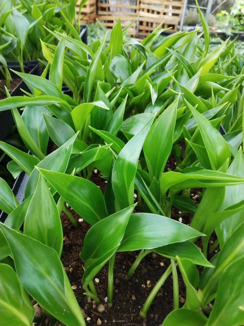 白花天堂鸟苗盆栽花卉室内观叶植物鹤望兰小苗