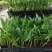 白花天堂鸟苗盆栽花卉室内观叶植物鹤望兰小苗