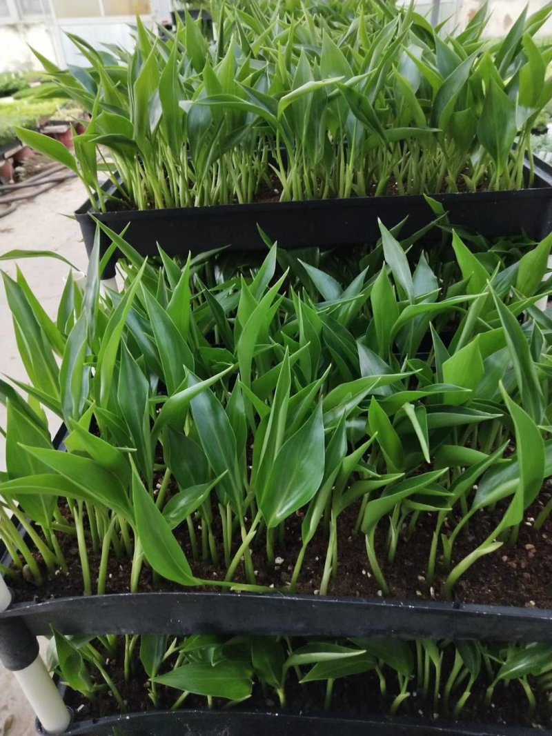 白花天堂鸟苗盆栽花卉室内观叶植物鹤望兰小苗