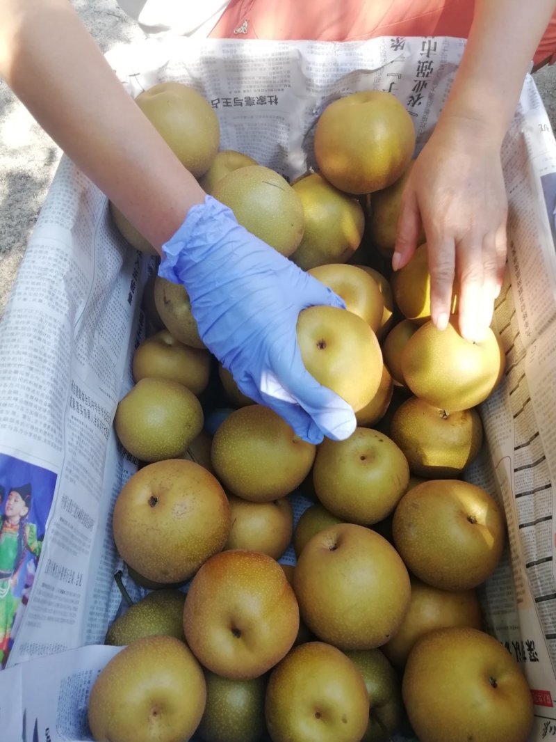 金秋梨