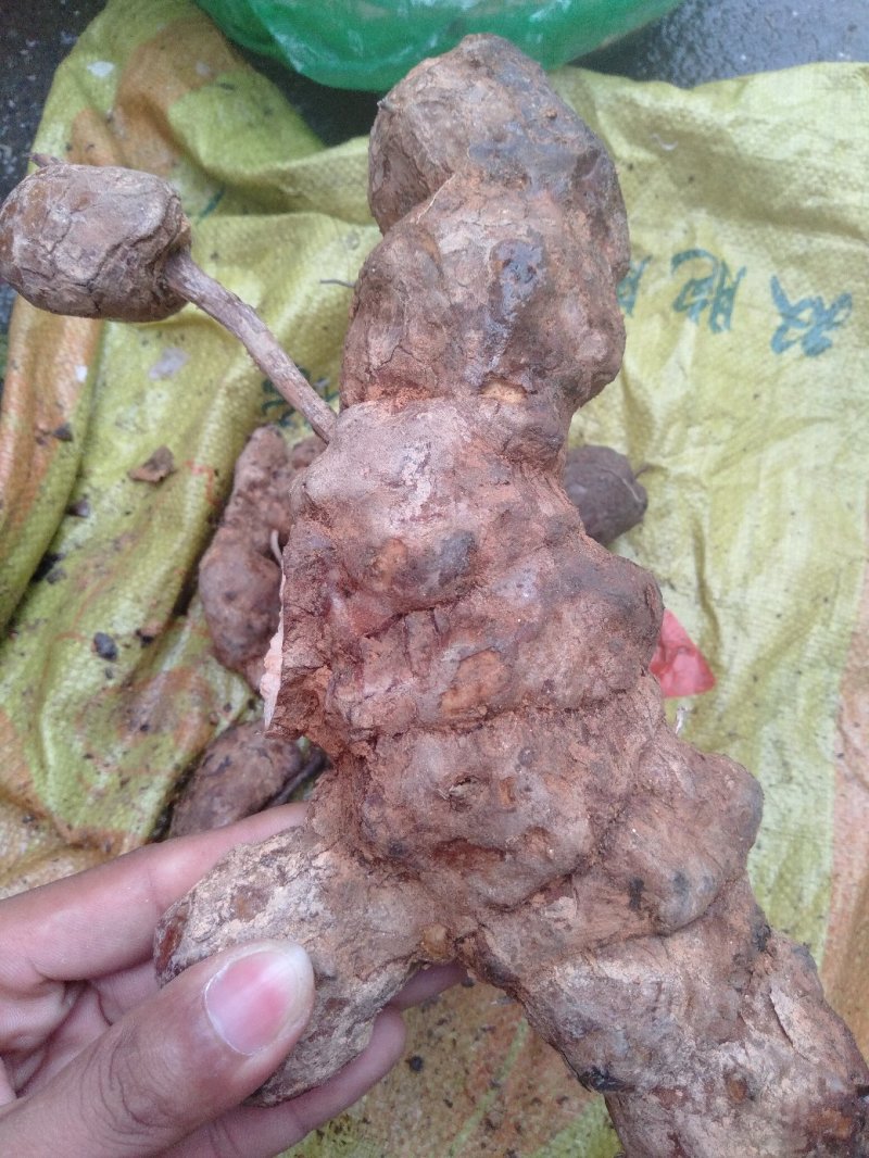 粤北乳源大山纯野生生土伏苓