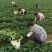 太空2008草莓苗红颜草莓苗脱毒苗包成活的草莓苗