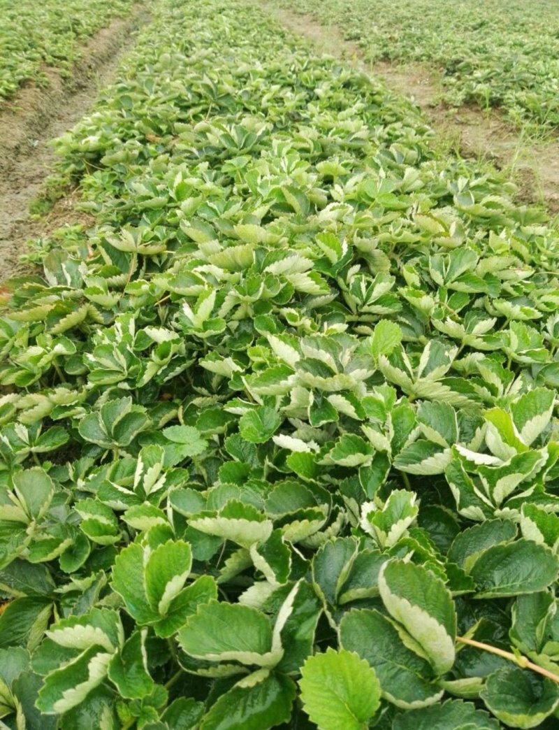 太空2008草莓苗红颜草莓苗脱毒苗包成活的草莓苗