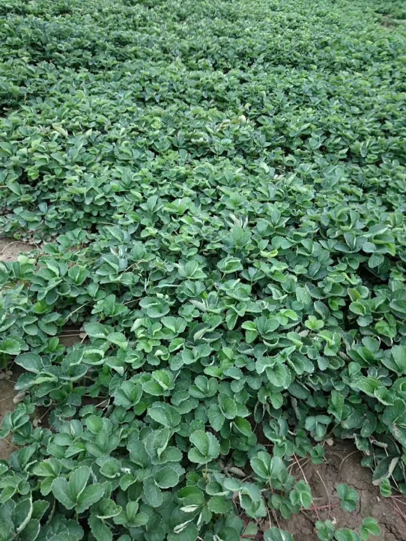 太空2008草莓苗红颜草莓苗脱毒苗包成活的草莓苗