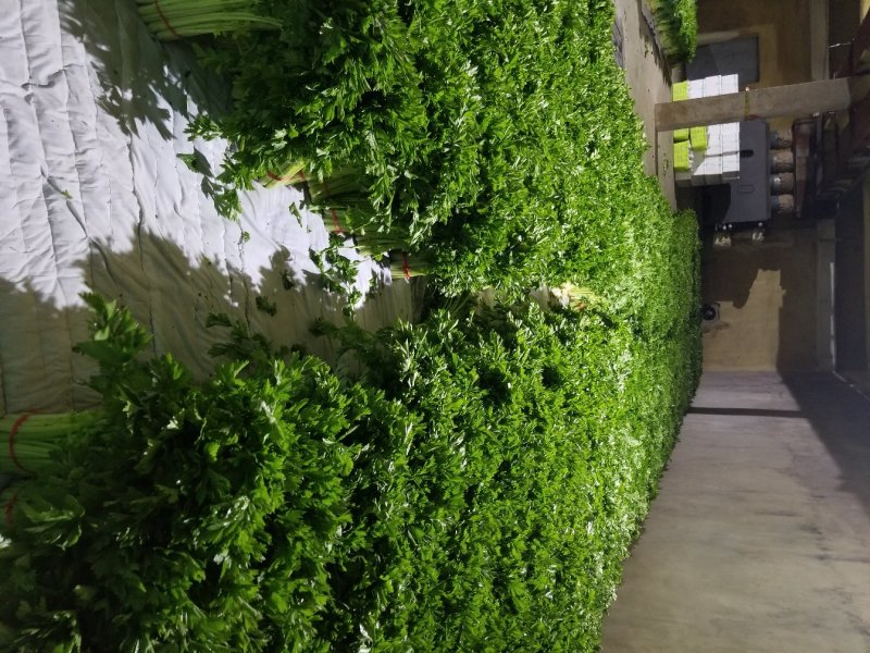 高原夏季精品毛芹大量上市！