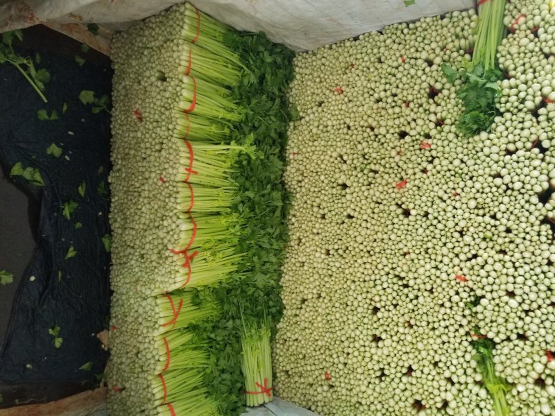 高原夏季精品毛芹大量上市！