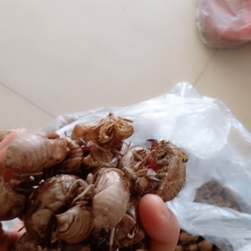 纯野生蝉蜕，无杂质，落地筛土，干燥