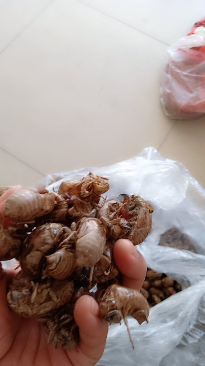纯野生蝉蜕，无杂质，落地筛土，干燥