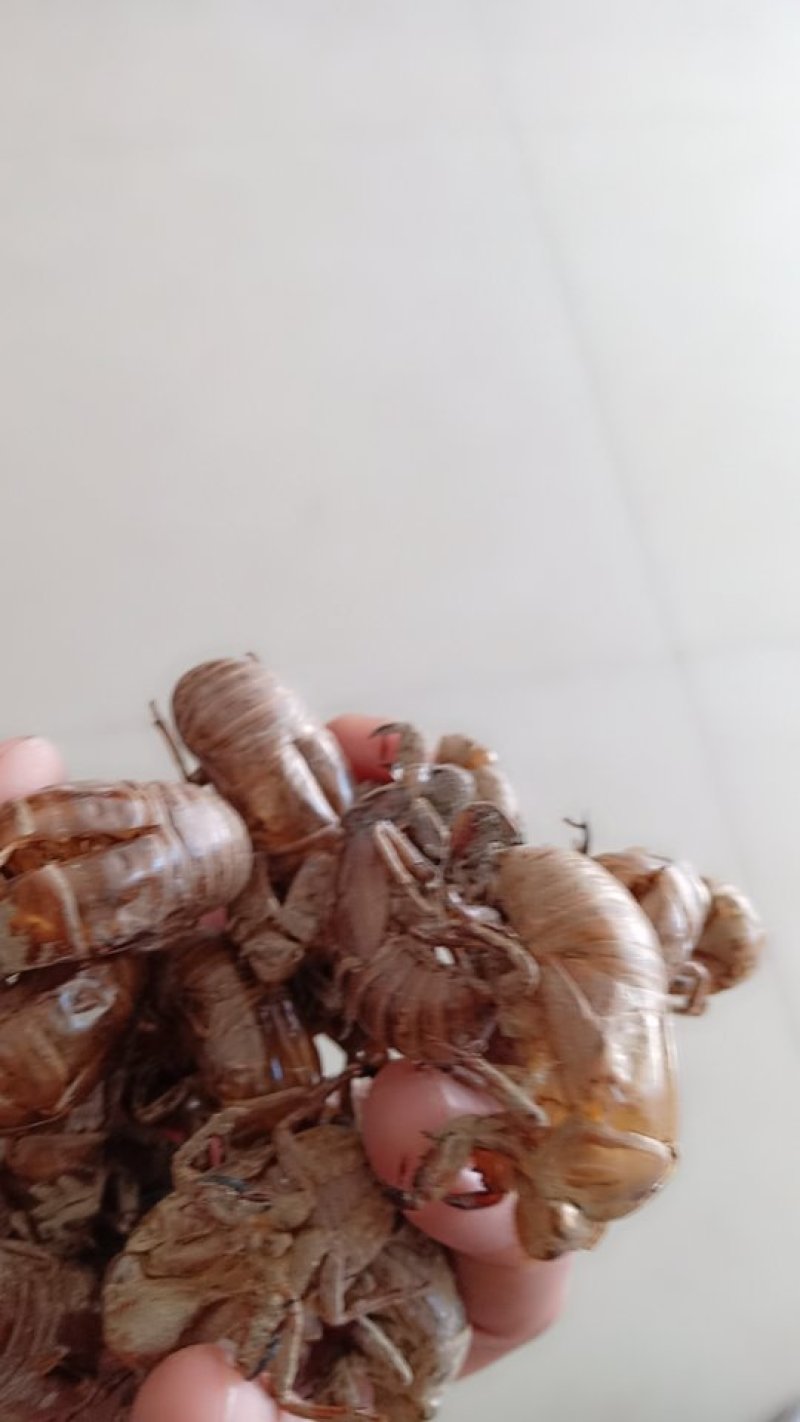 纯野生蝉蜕，无杂质，落地筛土，干燥