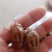 纯野生蝉蜕，无杂质，落地筛土，干燥