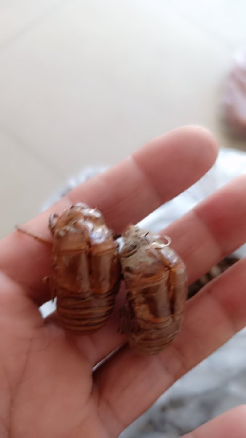 纯野生蝉蜕，无杂质，落地筛土，干燥