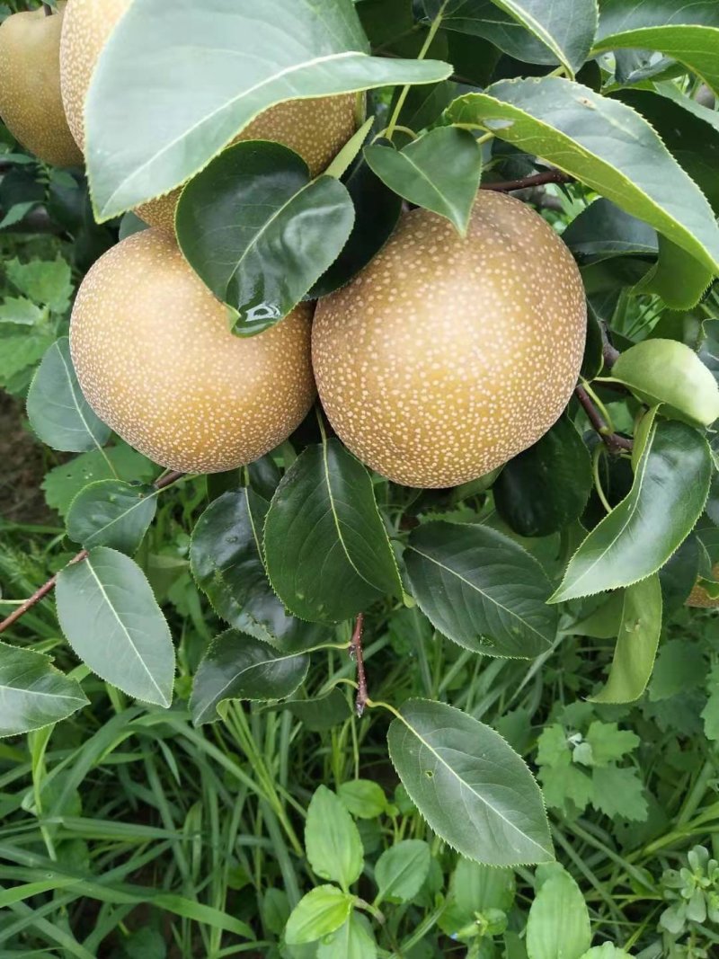 丰水梨光果半斤以上，自然生长原汁原味