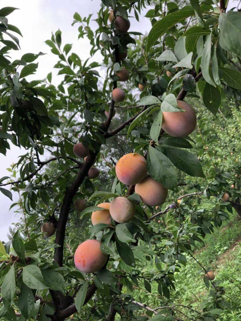 李子秋根