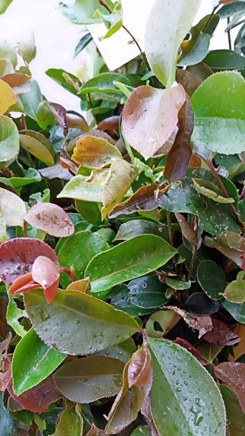油茶苗包技术.无病毒.假一赔百