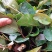 油茶苗包技术.无病毒.假一赔百