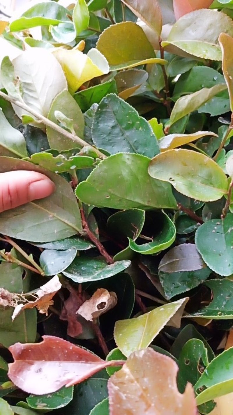油茶苗包技术.无病毒.假一赔百