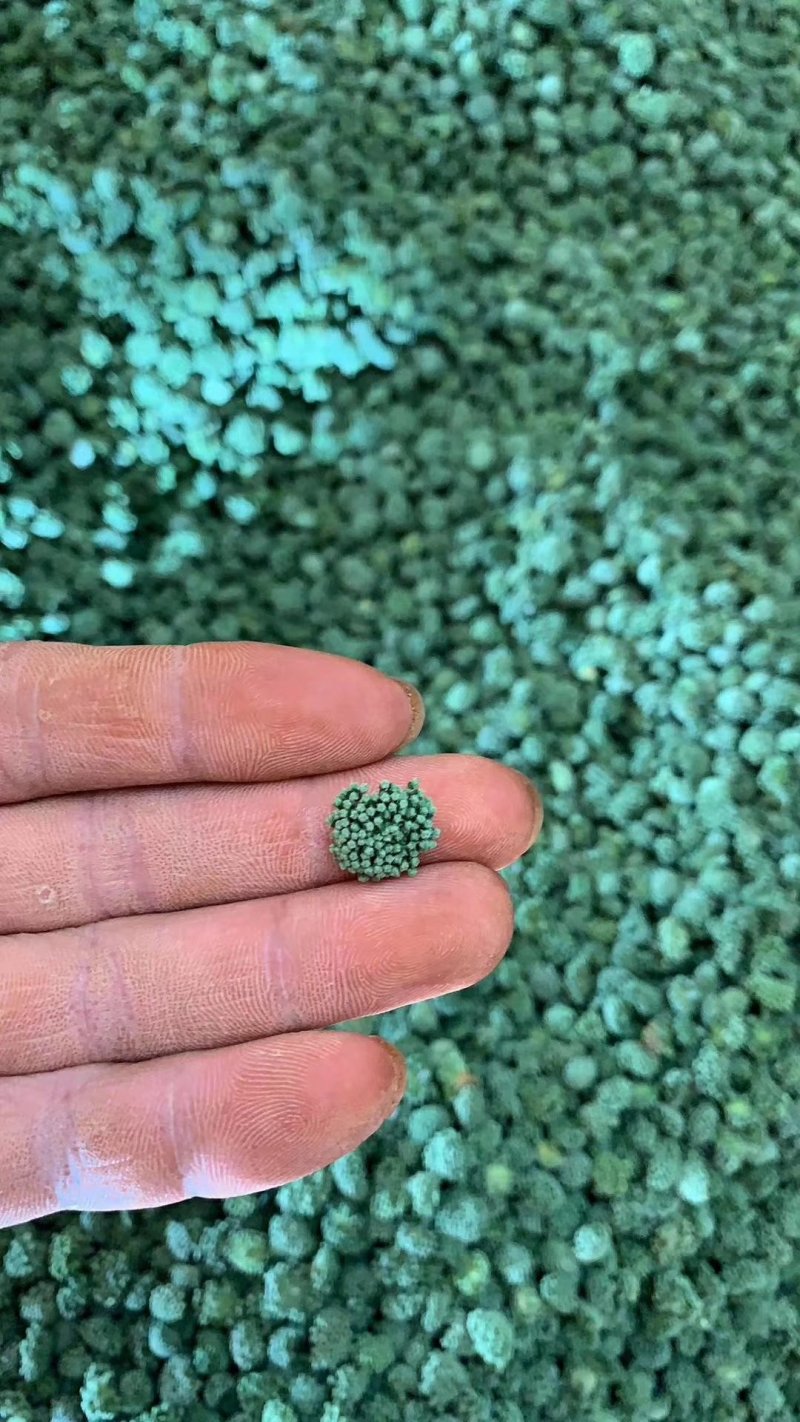 三七花云南优质三七花118一斤
