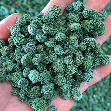 三七花云南优质三七花118一斤