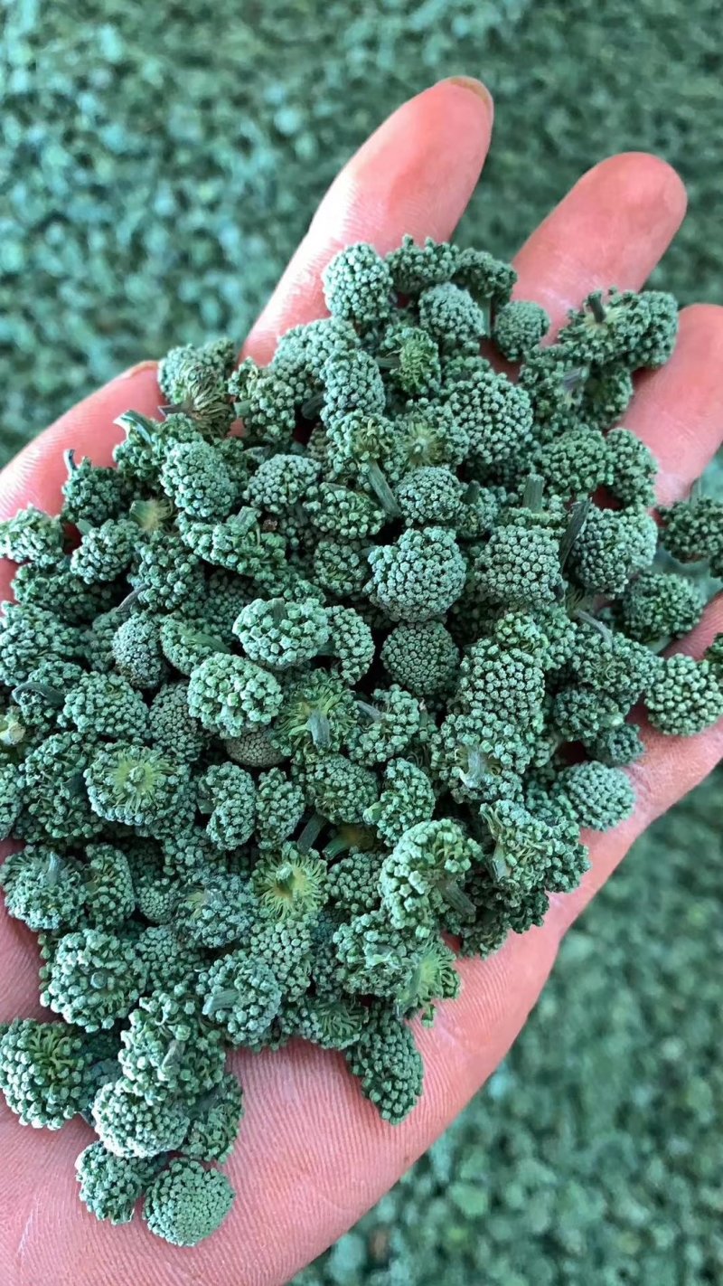 三七花云南优质三七花118一斤