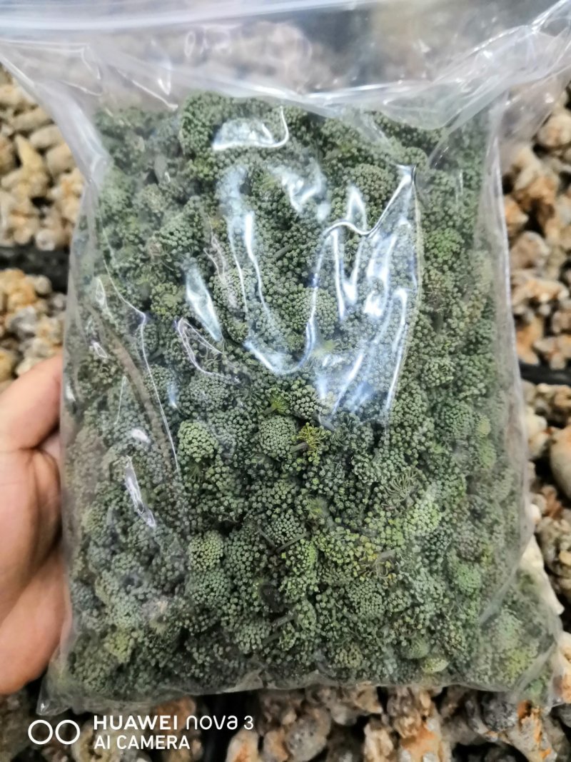 三七花云南优质三七花118一斤