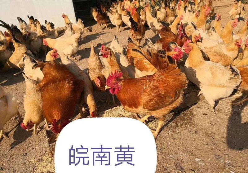 皖南黄鸡苗出厂打液氮马利克，纯种鸡苗，体质好，产蛋高