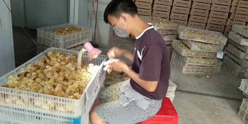 皖南黄鸡苗出厂打液氮马利克，纯种鸡苗，体质好，产蛋高