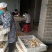 皖南黄鸡苗出厂打液氮马利克，纯种鸡苗，体质好，产蛋高