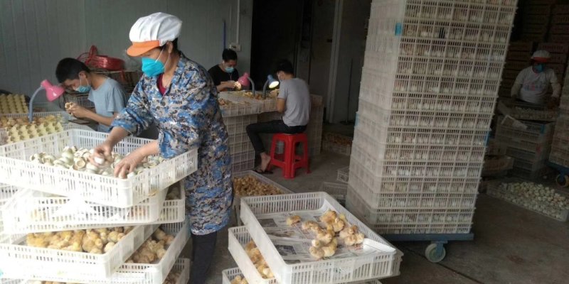 皖南黄鸡苗出厂打液氮马利克，纯种鸡苗，体质好，产蛋高