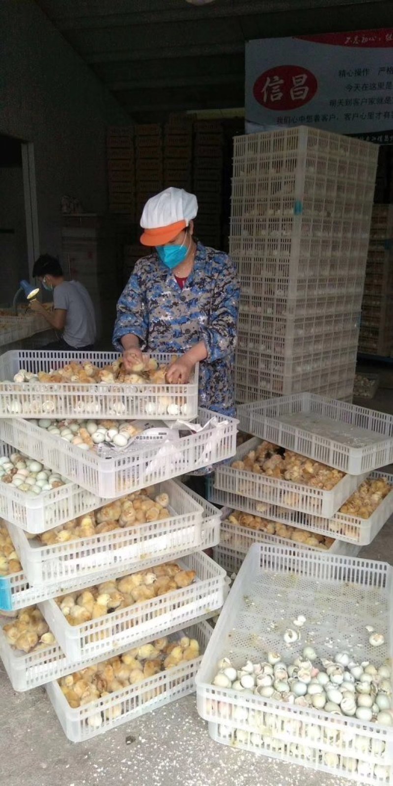 皖南黄鸡苗出厂打液氮马利克，纯种鸡苗，体质好，产蛋高