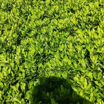小叶龙船花大量销售20/25/30/35