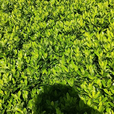 小叶龙船花大量销售20/25/30/35