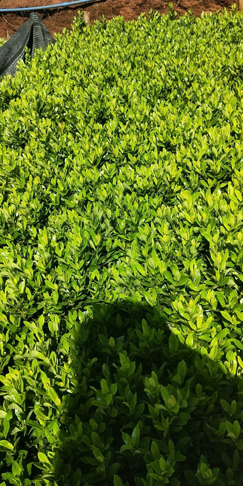 小叶龙船花大量销售20/25/30/35