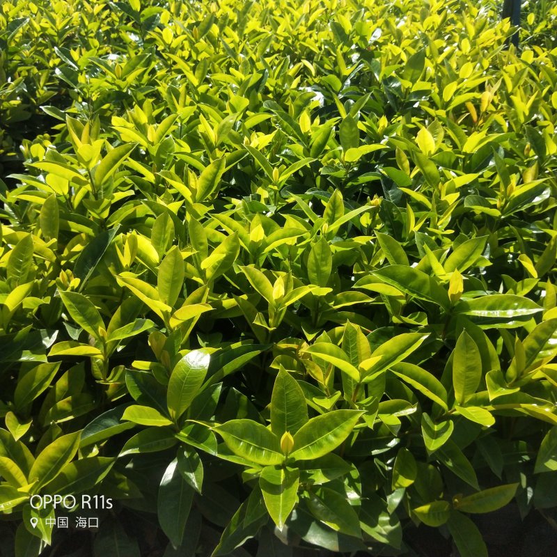 绿化苗木大量批发各种绿化苗木20/25/30/35/