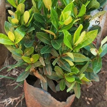 小叶龙船花大量供应要的找我