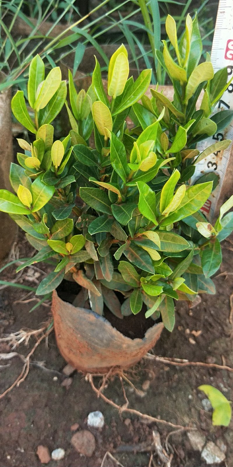 小叶龙船花大量供应要的找我