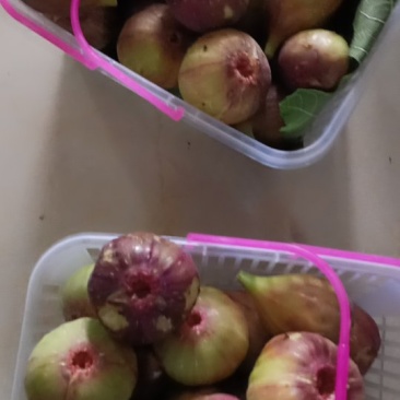 无花果