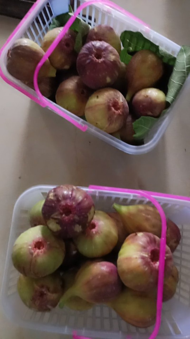 无花果