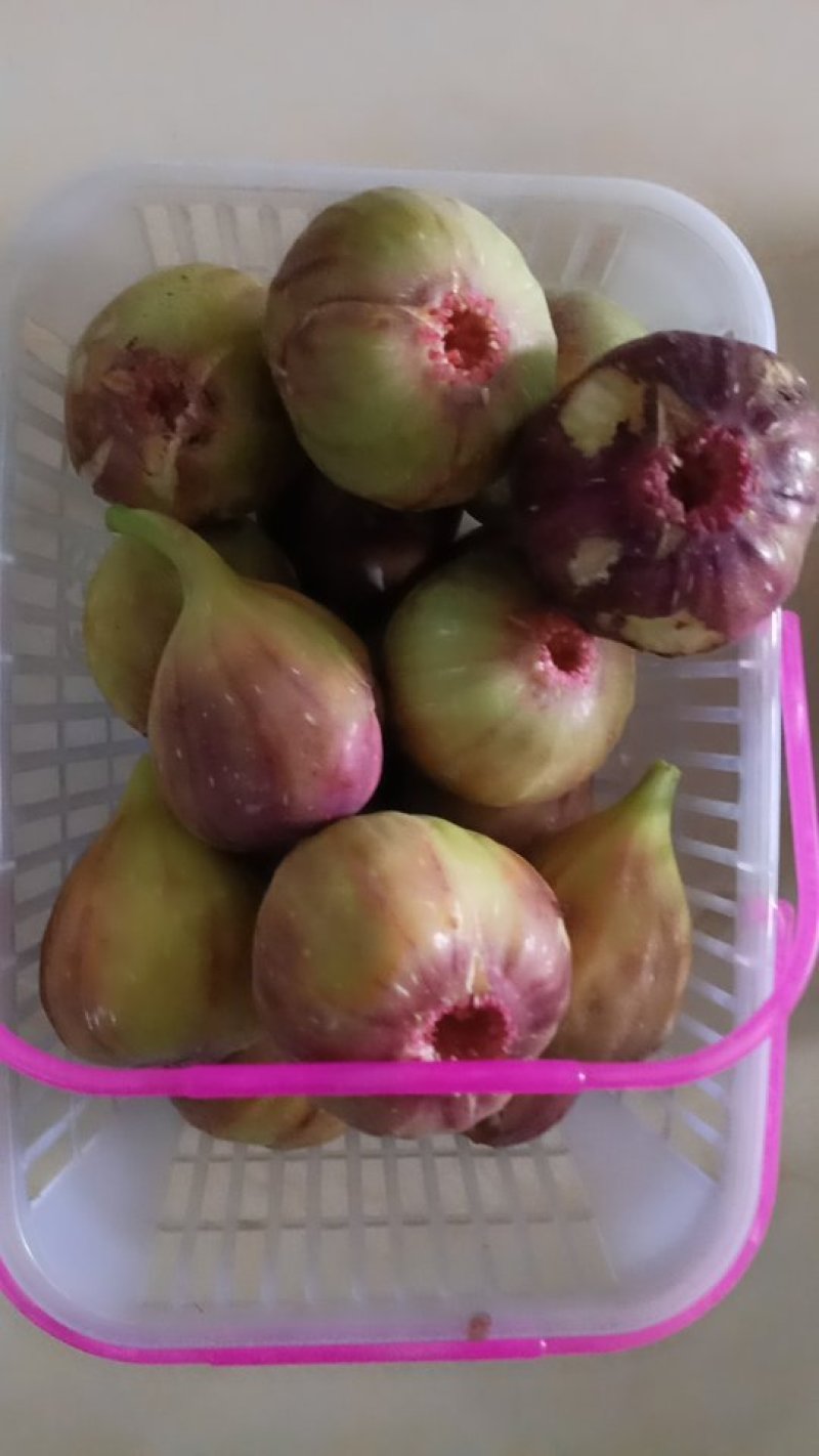 无花果