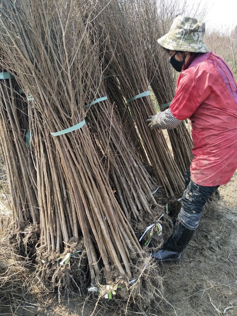 榉树小苗，榉树，红榉树，哪里有榉树苗，江苏基地直供