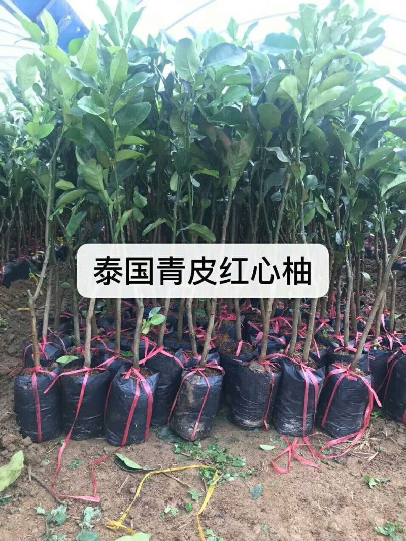 泰国红宝石青皮柚苗，红宝石葡萄柚