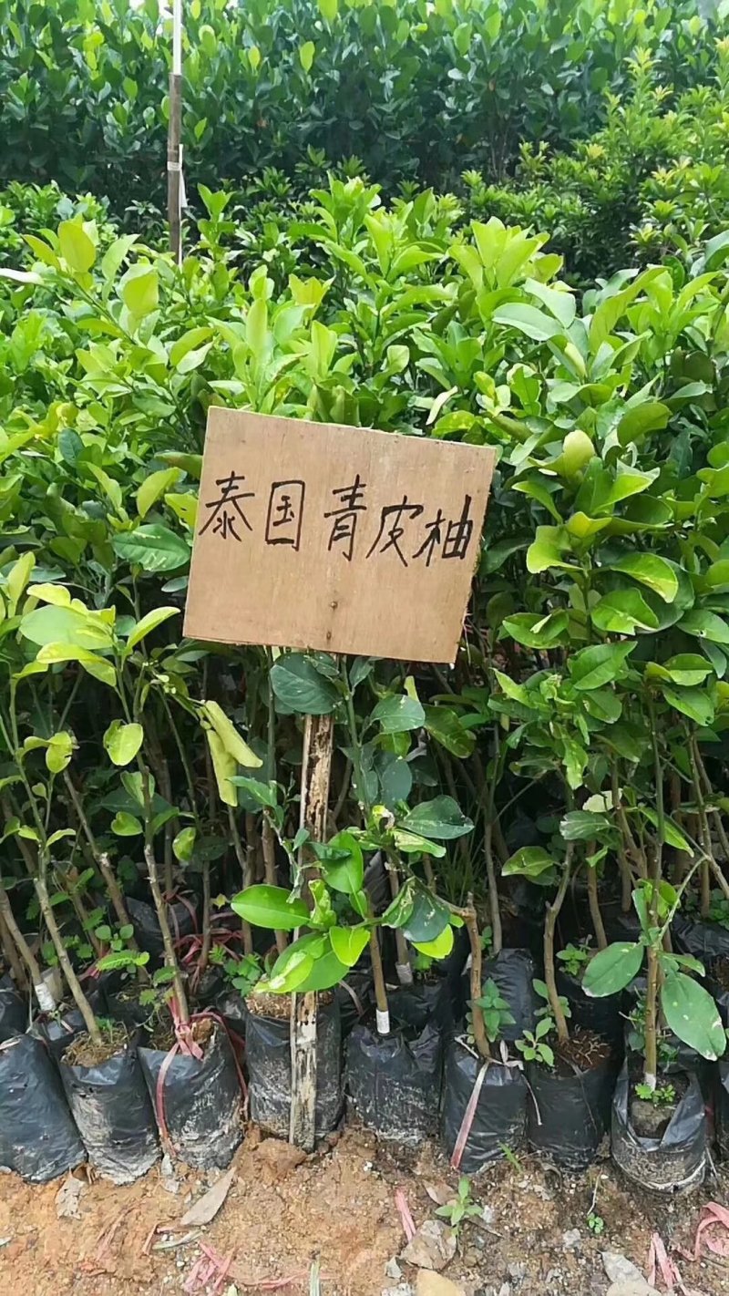 泰国红宝石青皮柚苗，红宝石葡萄柚